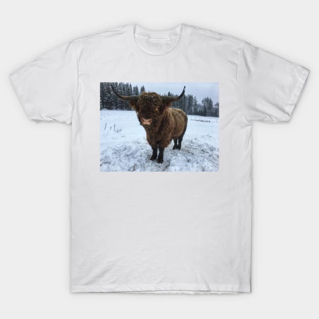 Scottish Highland Cattle Bull 2207 T-Shirt by SaarelaHighland